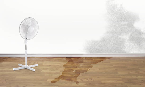 Best Basement water damage restoration  in Terre Haute, IN